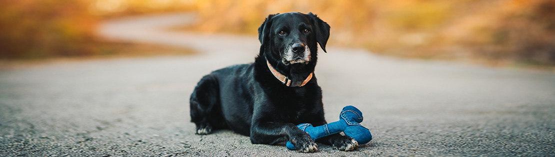 A picture of a dog with a toy on a fall street